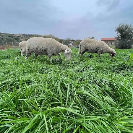 Goekler Ciftliginde Ekolojik Tatil * פוצ'ה